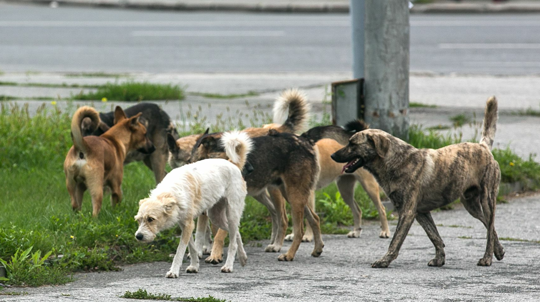 BURALQY ITTER MÁSELESİ: QAZAQSTAN AÝLAÝ, STERILDEÝ, VAKSINASIALAÝ JÁNE  BOSATÝDAN NEGE BAS TARTQALY OTYR?